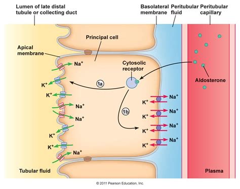 basolateral|BASOLATERAL definition and meaning .